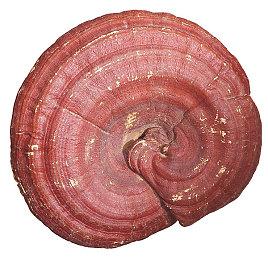 《使命召唤：战区》新封禁潮：排行榜前列无人幸免